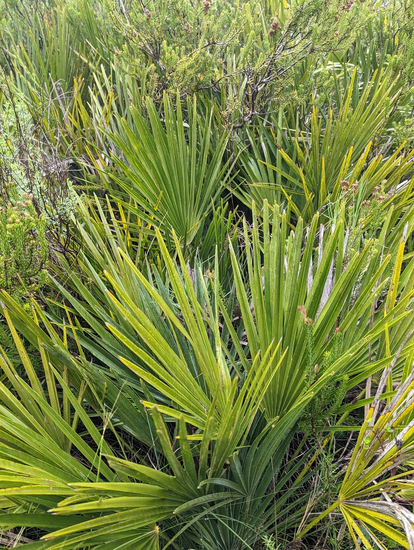 Local hiking Marxuquera
